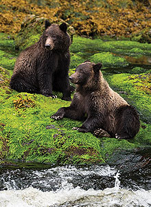 Grizzly Bears