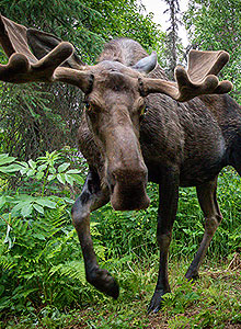 Moose