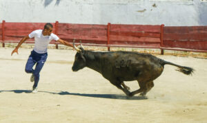 Camargue style bull fighting