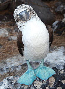 Blue Footed Booby