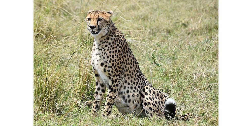 GFR_Africa_Cheetah_Carousel