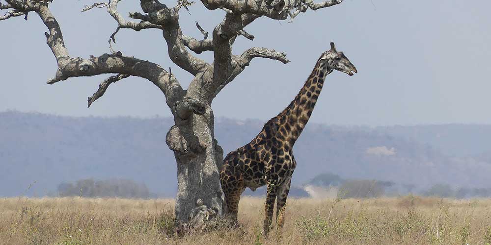 GFR_Africa_Giraffe_Carousel