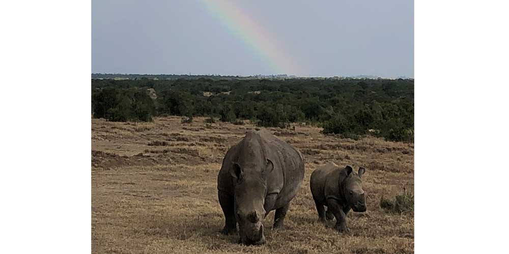 GFR_Africa_Rhinos_Carousel