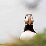 Puffin in Iceland