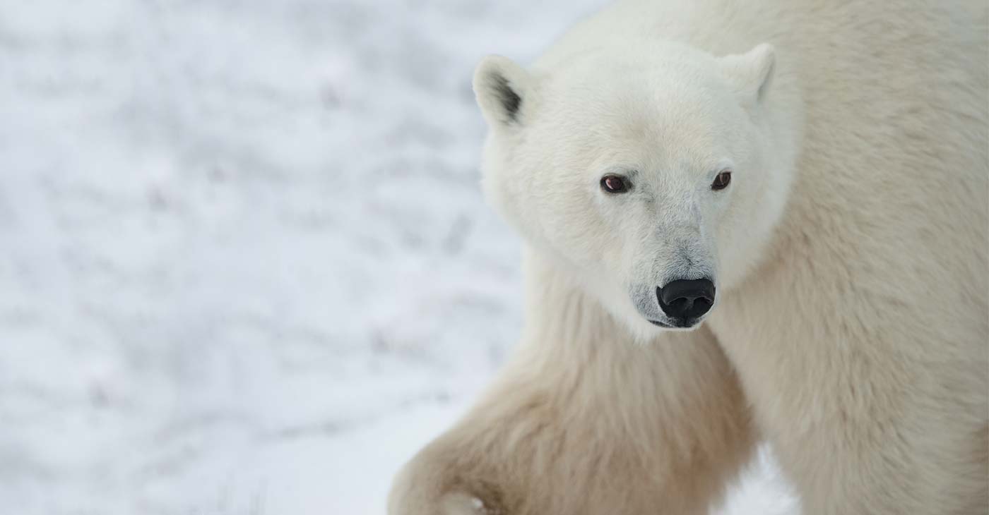 Polar Bear in Churchill, Manitoba