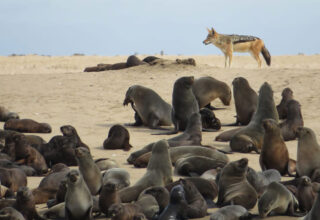 African Wildlife