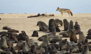 African Wildlife