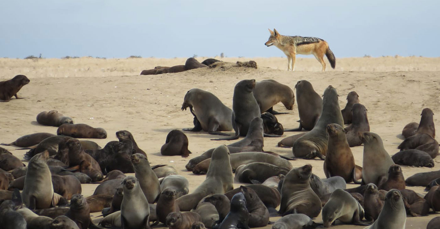 African Wildlife