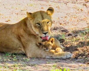 Lioness and cub
