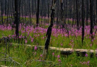 Fireweed growing in Jasper National Park