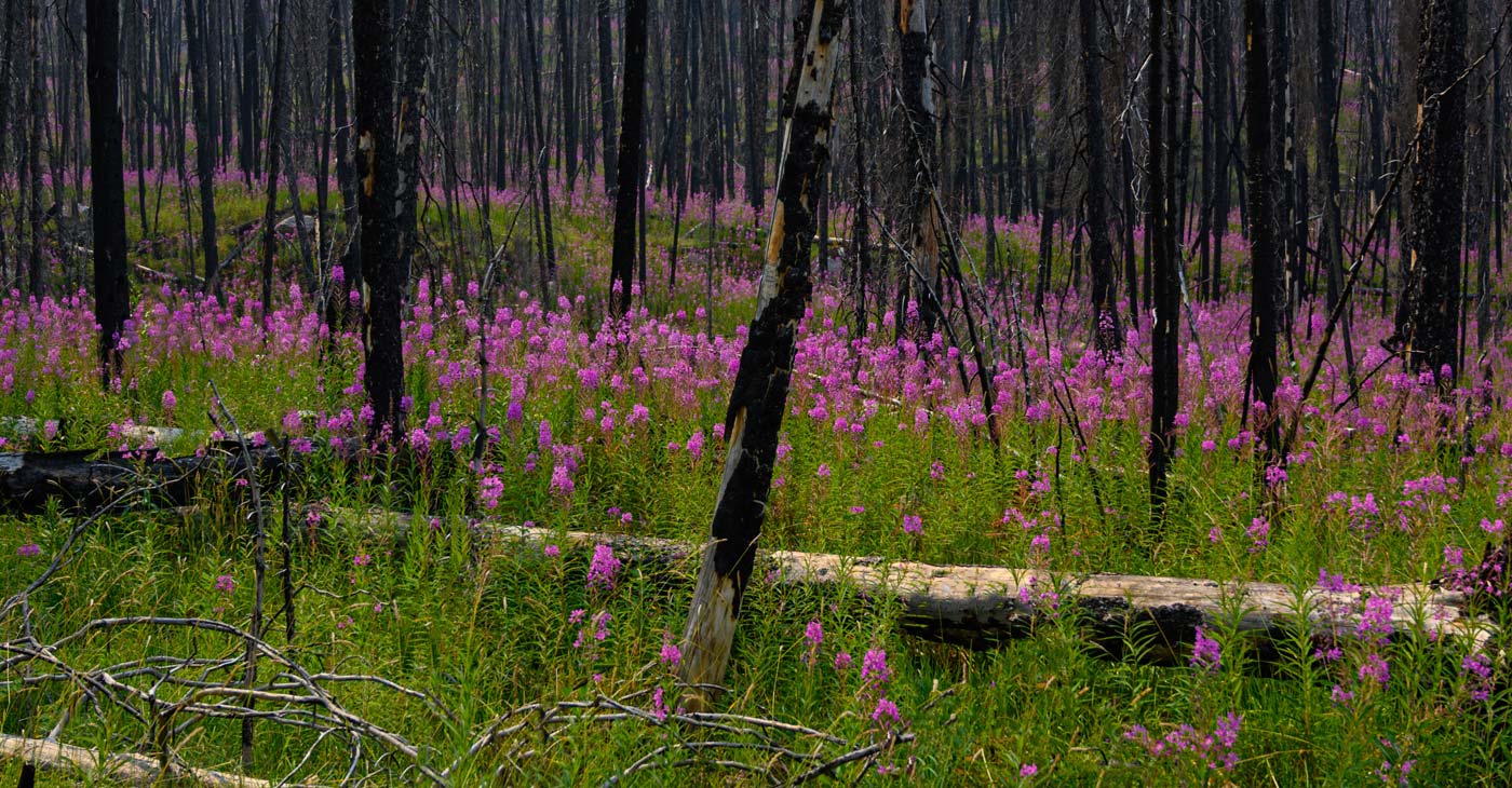 Fireweed growing in Jasper National Park