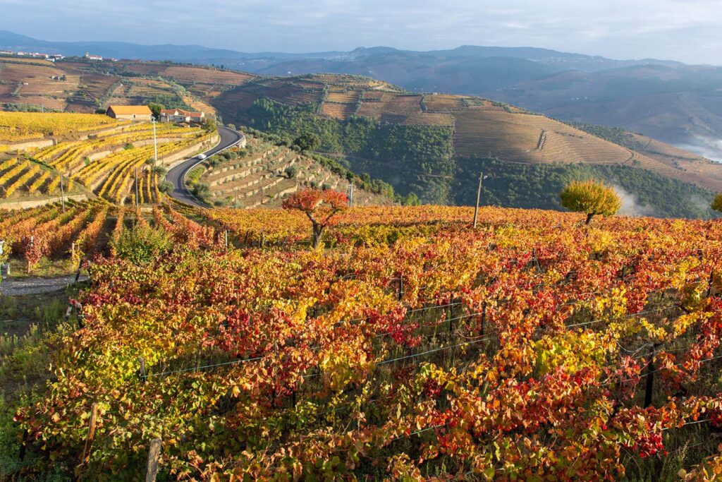 The Flavors of Fall - The Taucker Travel Blog PortoPortugal