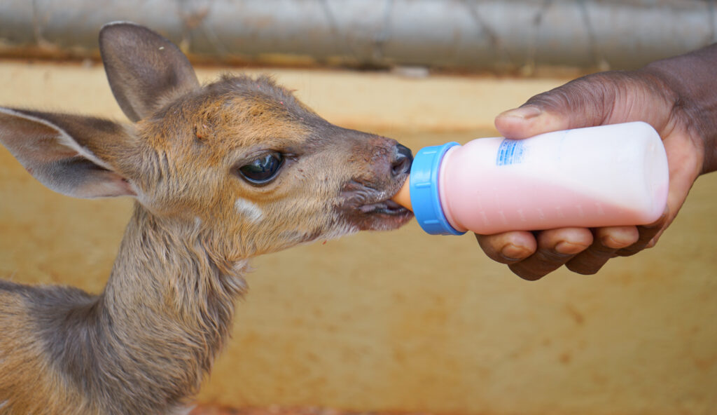 AFRICA'S WILD HEART: HOPE IGNITES!