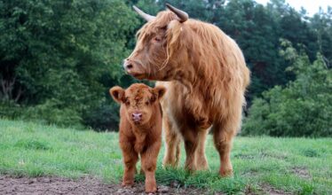 The Legends of Scotland
